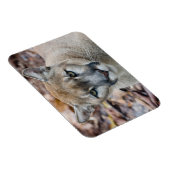 Cougar, berlion, Florida panther, Puma Magneet (Rechterzijde)