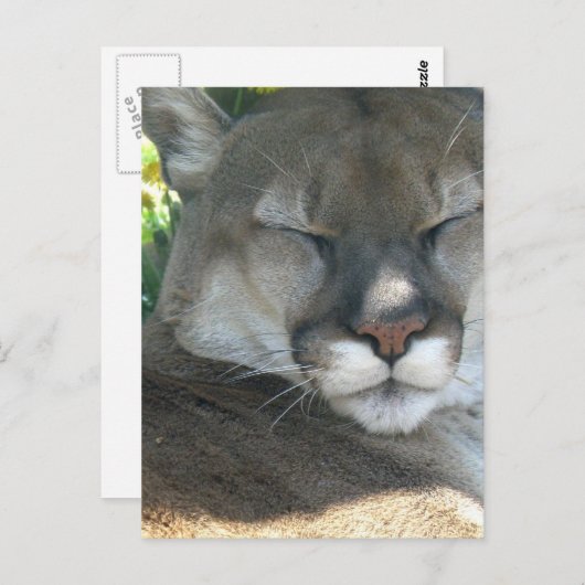 Cougar Briefkaart (Voorkant / Achterkant)