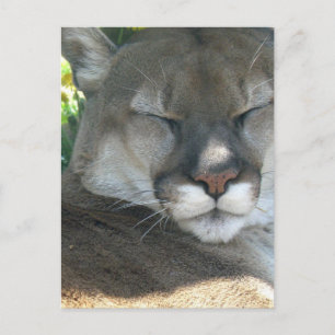 Cougar Briefkaart