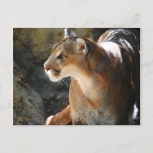 Cougar Briefkaart