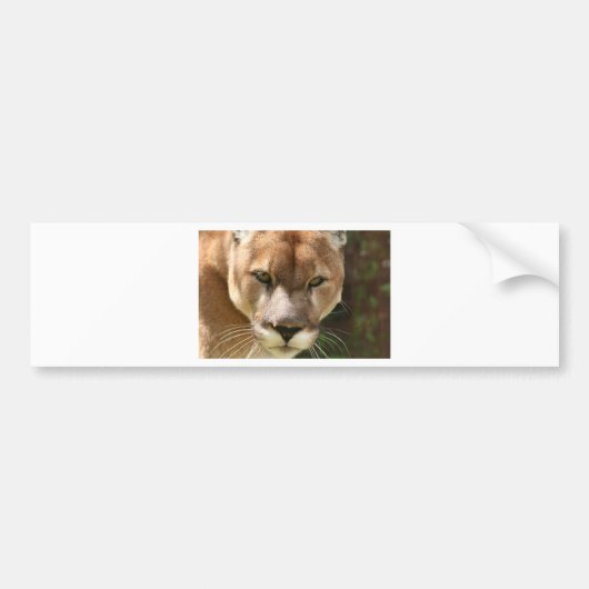 cougar bumpersticker (Voorkant)