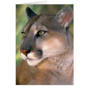 Cougar, Californie