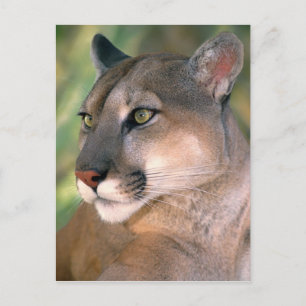 Cougar, Californië Briefkaart