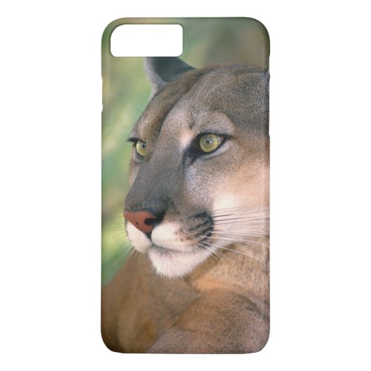 Cougar, Californië Case-Mate iPhone Case (Achterkant)