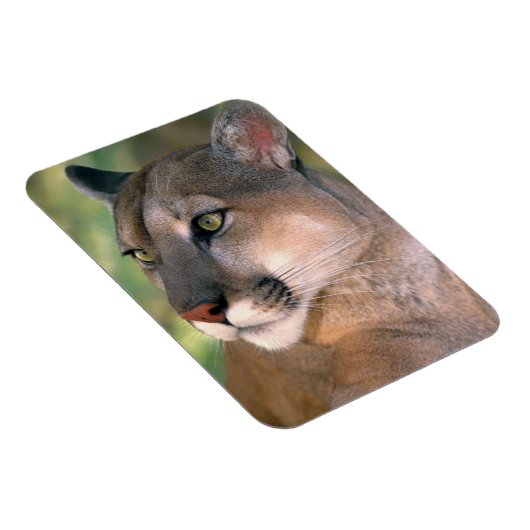 Cougar, Californië Magneet (Rechterzijde)