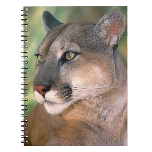 Cougar, Californië Notitieboek (Voorkant)