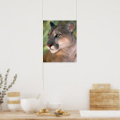 Cougar, Californië Poster (Keuken)