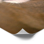 Cougar, Californië Poster (Hoek)