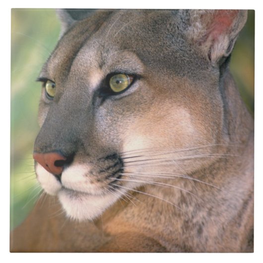 Cougar, Californië Tegeltje (Voorkant)