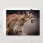 Cougar : Carte postale (Devant / Derrière)