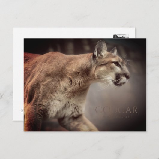 Cougar : Carte postale (Devant / Derrière)