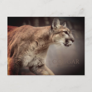 Cougar : Carte postale