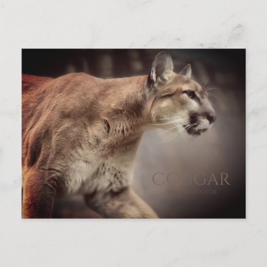 Cougar : Carte postale (Devant)