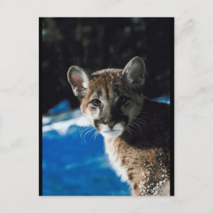 Cougar Cub Briefkaart