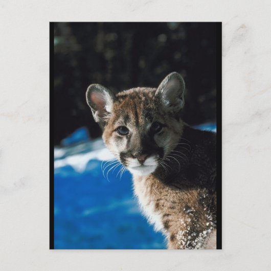 Cougar Cub Briefkaart (Voorkant)