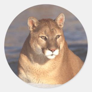 Cougar Face Ronde Sticker
