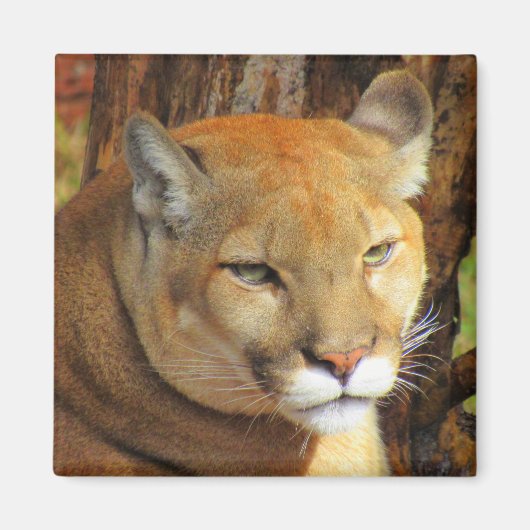 Cougar/Florida Panther Magnet Magneet (Voorkant)