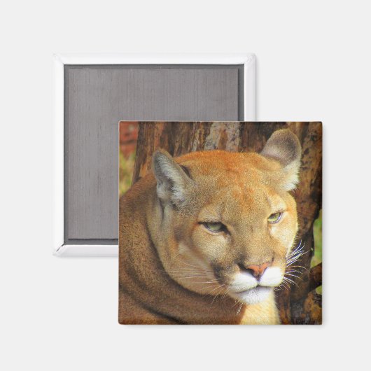 Cougar / Floride Magnet panthère (Recto/Verso)