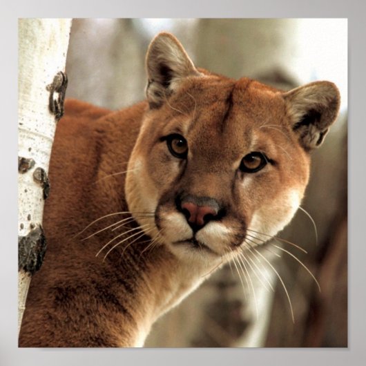 Cougar-foto Poster (Voorkant)