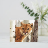 Cougar Foto's schilderen Briefkaart (Staand voorkant)