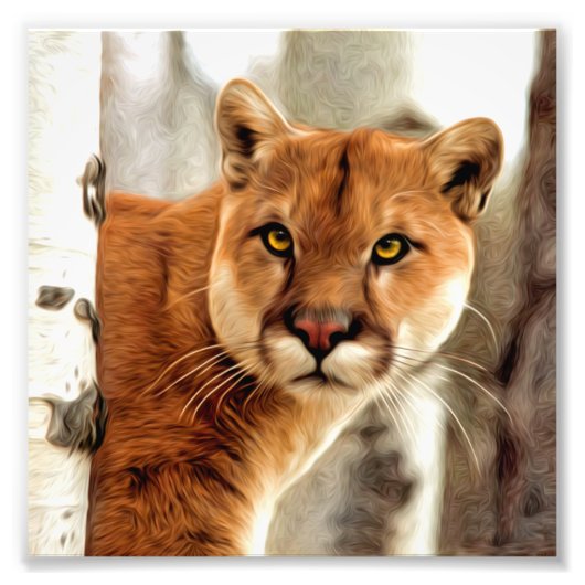 Cougar fotoschilderen foto afdruk (Voorkant)