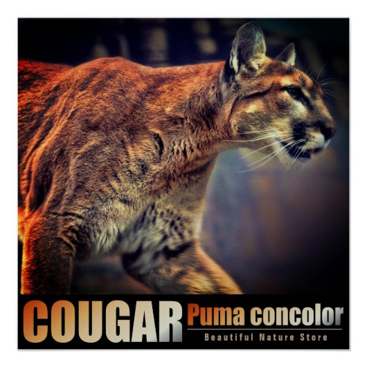 COUGAR:Glossy Poster (Devant)