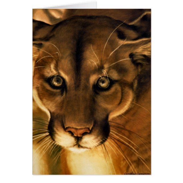 Cougar - Lion de montagne - Puma (Devant)