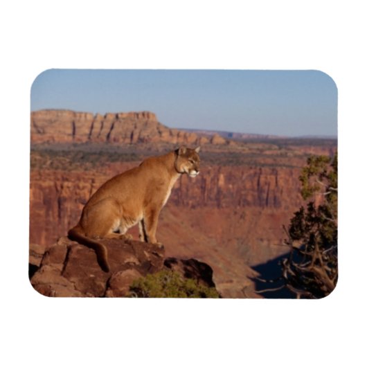 Cougar Magnet Magneet (Horizontaal)
