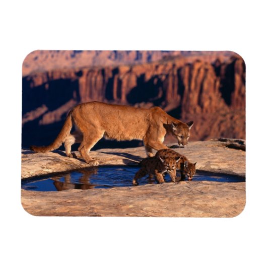 Cougar Magnet Magneet (Horizontaal)