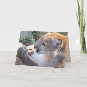 Cougar met een Wenskaart van de Stick Kaart