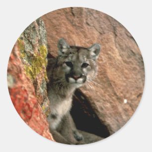 Cougar - Mountain Lion Foto Ronde Sticker
