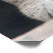 Cougar Mountain Lion Portret Close-up Poster (Hoek)