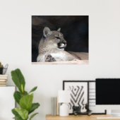 Cougar Mountain Lion Portret Close-up Poster (Thuiskantoor)
