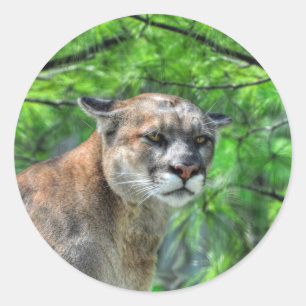 Cougar Mountain Lion & Summer Pines Wildlife Afbee Ronde Sticker