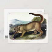 Cougar, of Puma, Panter, Bergleeuw, Catamount Briefkaart (Voorkant / Achterkant)