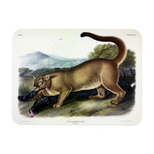Cougar, of Puma, Panter, Bergleeuw, Catamount Magneet