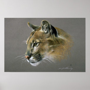 Cougar-onderzoek Poster