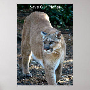 Cougar Photo Poster "Save Our Planet"