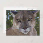Cougar Pounce Briefkaart (Voorkant / Achterkant)