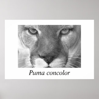 Cougar- Puma-concolor Poster