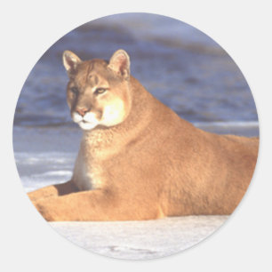 Cougar Resting Ronde Sticker