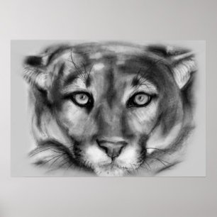 Cougar-tekening Poster