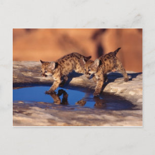 cougar twin cubs briefkaart