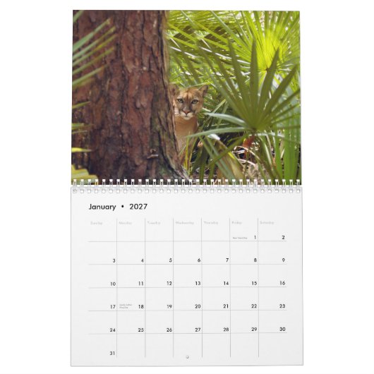 Cougars kalender, Cougars/Mountain Lions Kalender (Jan 2027)