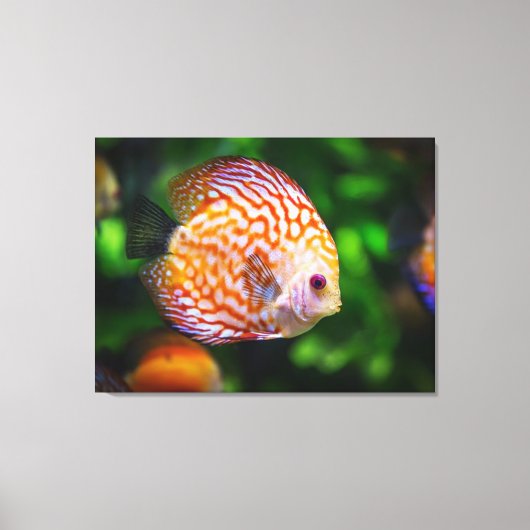 coulerful fish canvas afdruk (Voorkant)