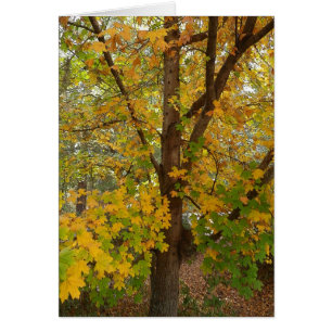 Couleur changeante d'érable de la Floride