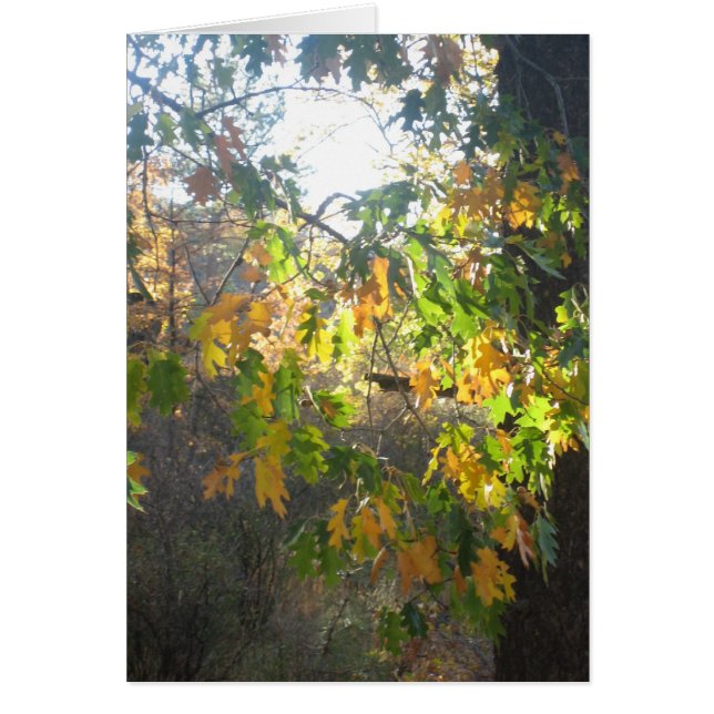 Couleur de chute (Devant)