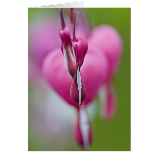 Couleur et forme dramatiques du cœur saignant (Devant)