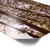 couleur par les arbres photo (Coin)