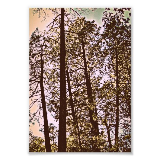 couleur par les arbres photo (Devant)